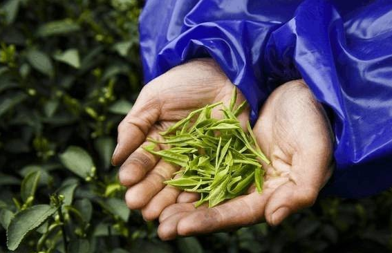 鉴别茶叶品质的四个维度