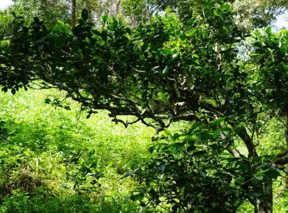 云南古茶树竞价交易时代的到来：保护、溯源与绿色发展