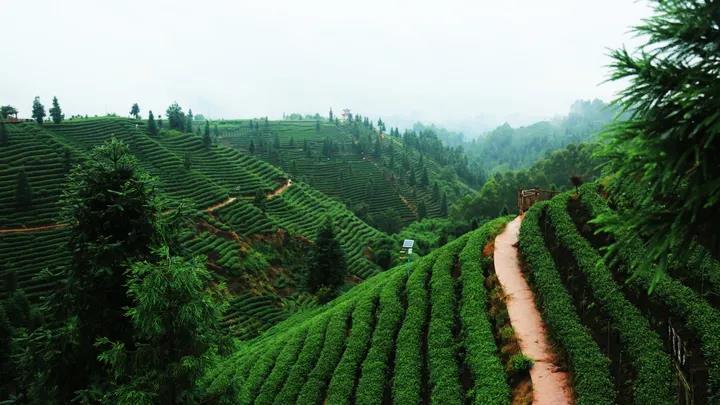 促进贫困地区茶产业健康发展的指导与保障