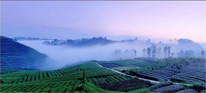 雅安茶产业：转型升级迎机遇，助力乡村振兴