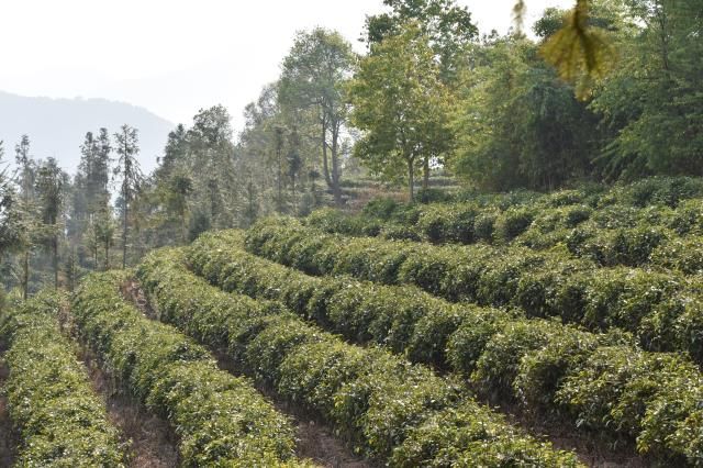 普洱茶产业发展：培育龙头企业关键的三大策略